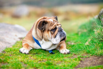 Funny lazy classic Red English British Bulldog Dog out for a walk looking up sitting in the grass in forest on sunny day at sunset