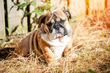 Puppy of Red English Bulldog out for a walk playing, sitting on grass