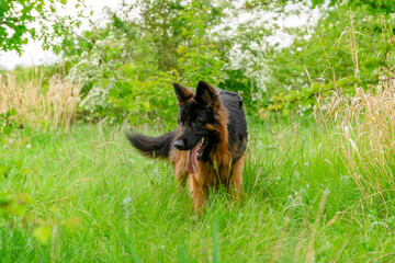 German shepherd dog in harness out for a walk lying, running, walking on the grass in sunny summer...