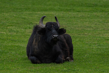 Black water buffalo lying on a green meadow.