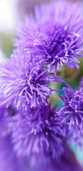 Ageratum / Floss flower. Close-up 