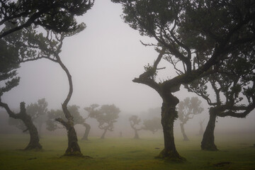 Madeira Fanal foggy forest