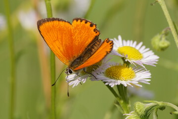 Fototapeta na wymiar Motyl ,motyl na kwiecie ,barwny motyl , motyl na stokrotkach ,owad na kwiecie ,piękny motyl