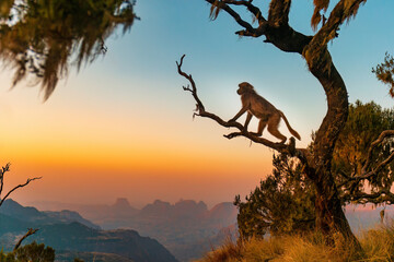 Amazing shot of a Gelada Baboons watching sunset