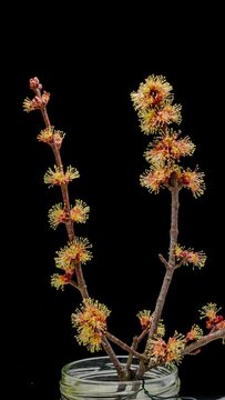 red maple twig blossoms opening time lapse