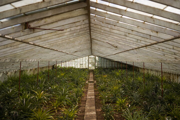 Pineapple greenhouse