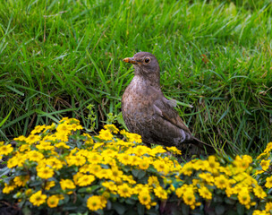 Blackbird in a yellow flowering flowerbed