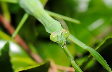 Giant Mantis (Ookamakiri) sneaking around the bush to hunt (Wildlife closeup macro photograph)