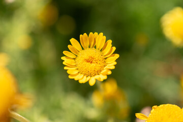 Golden Marguerite or Cota Tinctoria flower in Zurich in Switzerland