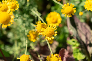 Golden Marguerite or Cota Tinctoria flower in Zurich in Switzerland