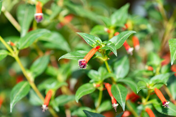 Cigar plant or Cuphea Ignea plant in Zurich in Switzerland