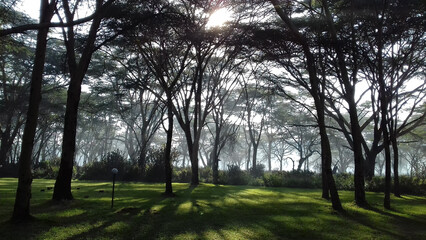 Beautiful forest trees are natural silhouettes from sunlight over green grass in public park near Naivasha in Kenya