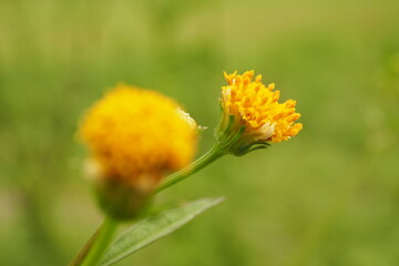 アイノコセンダングサ(合の子栴檀草), Bidens pilosa var. intermedia
