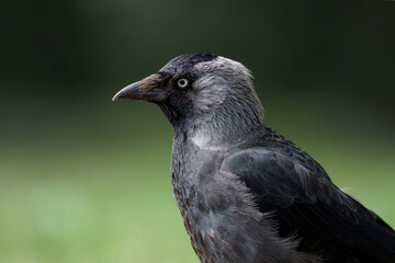 portrait of a jackdaw, Corvus monedula