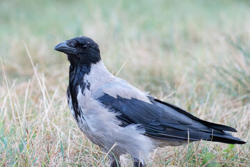 portrait of hooded crow in the grass