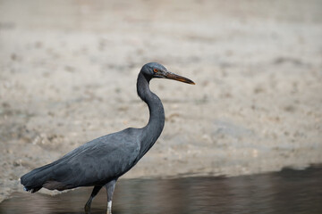 Pacific reef heron at the water
