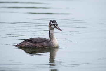 young great crested grebe in the water