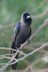 a house crow, Corvus splendens