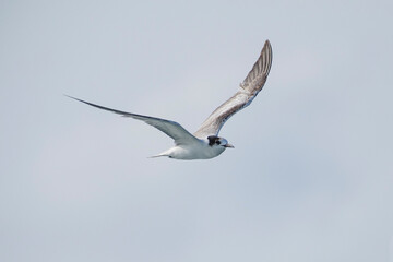 Fototapeta premium Common tern in flight, Sterna hirundo