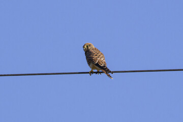 Common kestrel sitting on the wire, Falco tinnunculus