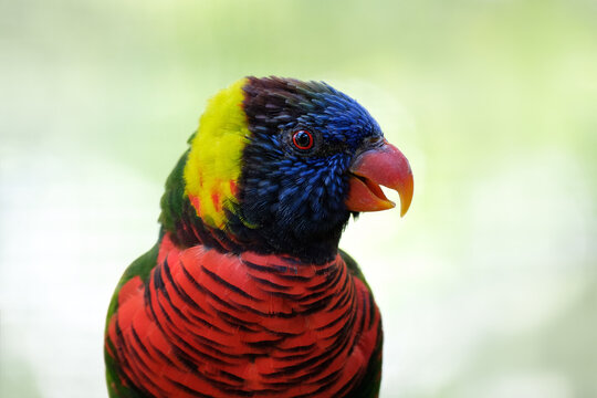Coconut lorikeet, Trichoglossus haematodus, red-breasted parrot