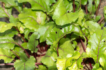 Beta Vulgaris plant in Zurich in Switzerland