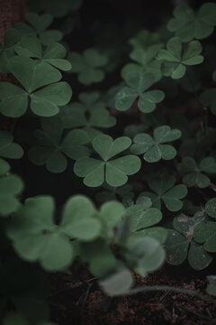 Natural Beauty: Close-up of Green Clover Leaves and Flower