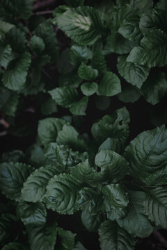 Moody Green Leaf: Close-up Detail of Shiny Vegetation