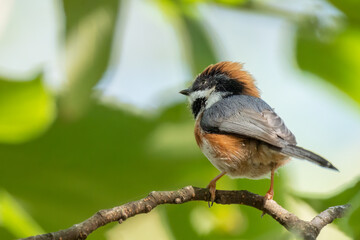 Close up of a black-throated bushtit (aegithalos concinnus) standing or sitting on a branch