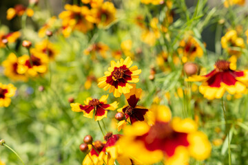 Golden Tickseed or Coreopsis Tinctoria flower in Zurich in Switzerland