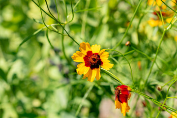 Golden Tickseed or Coreopsis Tinctoria flower in Zurich in Switzerland