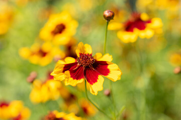 Golden Tickseed or Coreopsis Tinctoria flower in Zurich in Switzerland