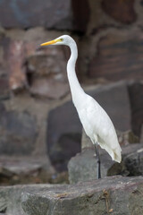 Close-up of a standing great egret