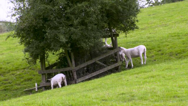 Free range, sheep and lamb farming in the UK countryside put out to pasture