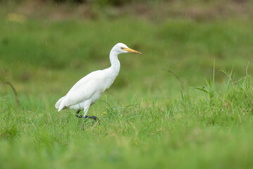 Close-up of a walking cattle egret (bubulcus ibis) with green background