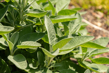 Common Sage or Salvia Officinalis plant in Zurich in Switzerland