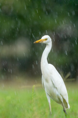 Close-up of a walking cattle egret (bubulcus ibis) with green background