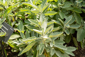 Common Sage or Salvia Officinalis plant in Zurich in Switzerland