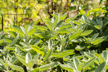 Common Sage or Salvia Officinalis plant in Zurich in Switzerland