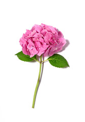 Beautiful pink  hydrangea