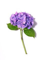Beautiful violet hydrangea