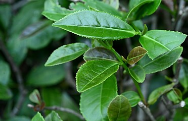 green vegetable background. green tea leaves. Georgia. botanical garden in Batumi