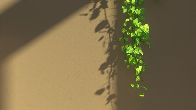 Growing Vines / Ivy plants with beautiful evening light in front of wall. Time lapse. Realistic Animation