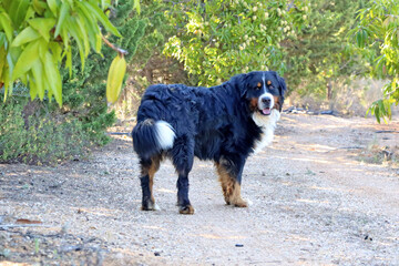 cão