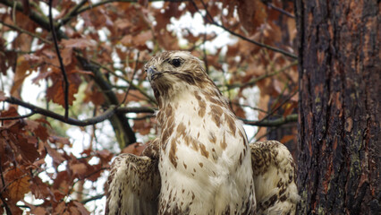 bird of prey on a tree
