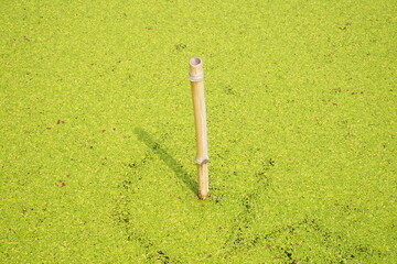 藻が浮かぶ池に刺さった竹の棒