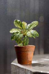 Dorstenia foetida variegata or Dorstenia Plant on the clay pot.