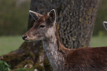 Roe deer standing in a field.