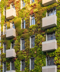 Growing Plants on the Facade of a House