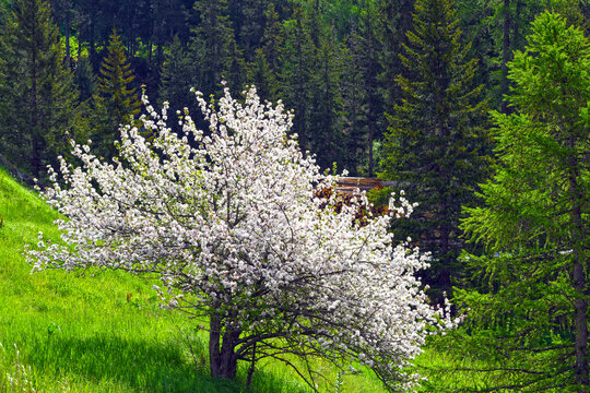 Apfelbaumbl&uuml;te im Hochgebirge, Kanton Graub&uuml;nden (Schweiz)